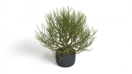 Little bonsai-sized conifer in the pot