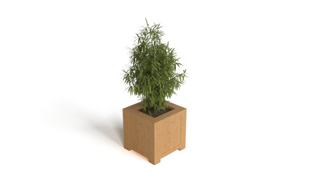 Bamboo in large wooden pot