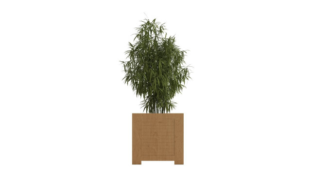 Bamboo in large wooden pot