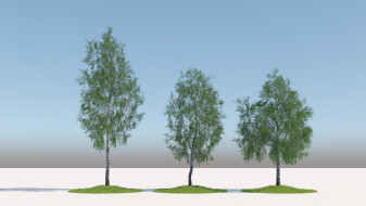 Regular Birch trees
