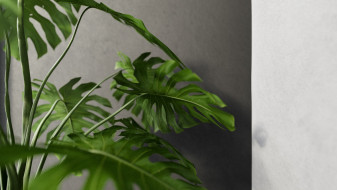Monstera plant with pot