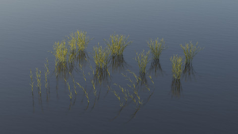 Water reed