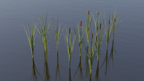 Typha water plant