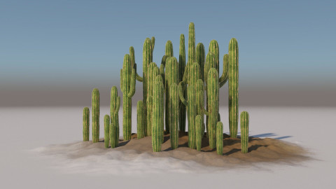 Large cactuses