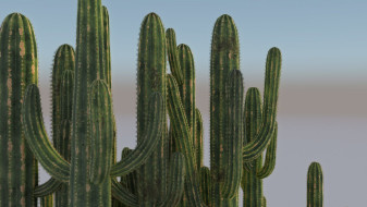 Large cactuses