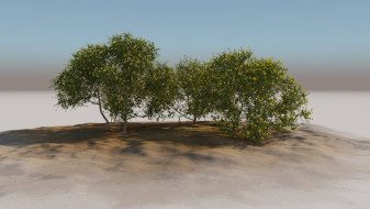 Desert shrubs