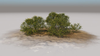 Desert shrubs