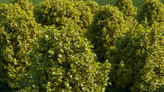 Golden Euonymus Bushes