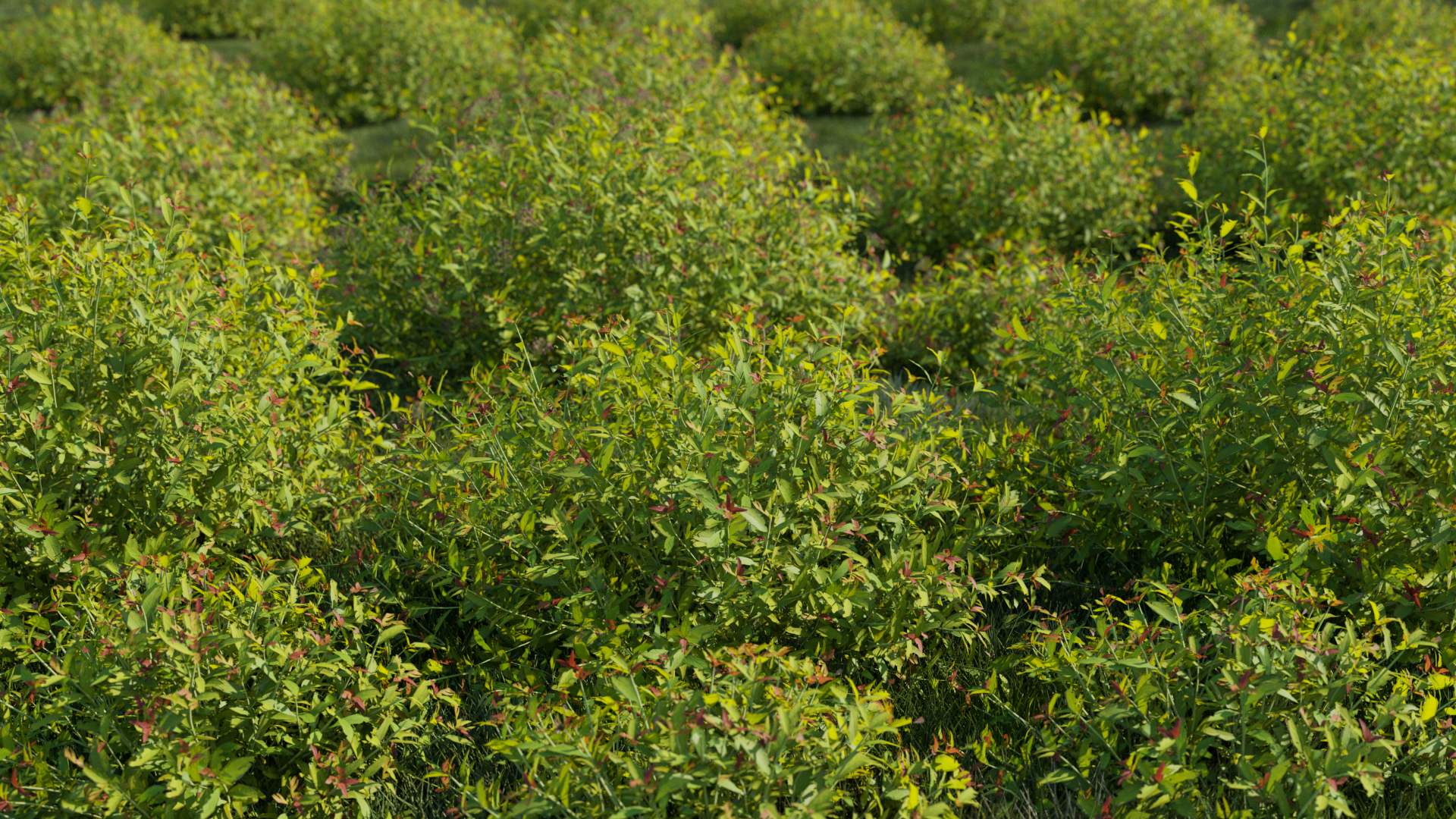 Spiraea Japonica bushes | FlyingArchitecture