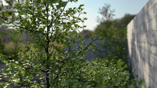 Generic bushes and low trees