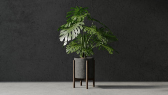 Monstera plant with pot