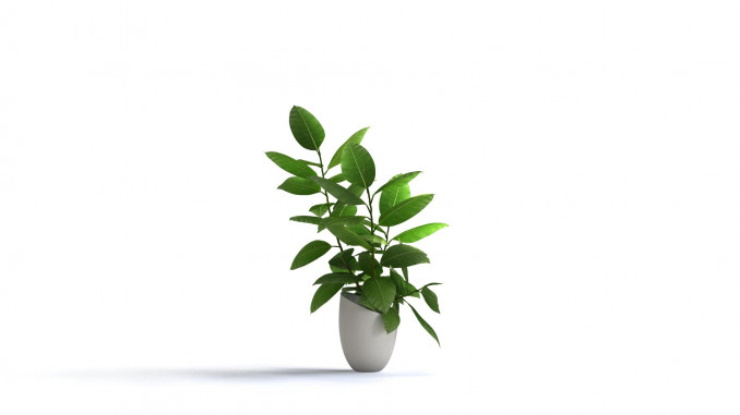 Ficus Elastica Interior plant