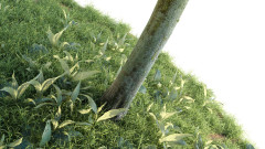 Acer Platanoides Globosum