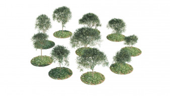 Low-Poly Acacia Trees
