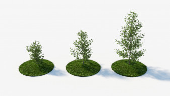 Generic bushes and low trees