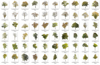 forest/digital Trees vol. 5 - Autumn Trees
