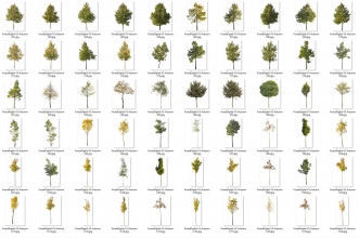 forest/digital Trees vol. 5 - Autumn Trees