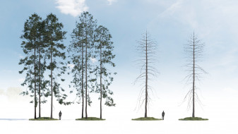 Tall conifers trees